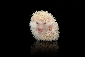 An adorable African white- bellied hedgehog looking at the camera