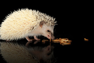 An adorable African white- bellied hedgehog eating mealworms © kisscsanad