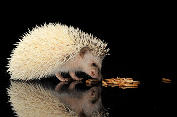 An adorable African white- bellied hedgehog eating mealworms © kisscsanad