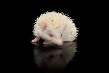 An adorable African white- bellied hedgehog standing on black background