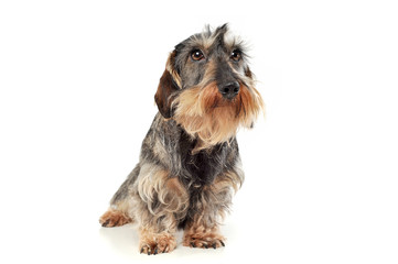 An adorable wire-haired Dachshund sitting on white background