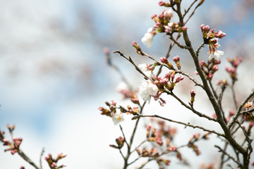 桜 春 青 季節 さくら