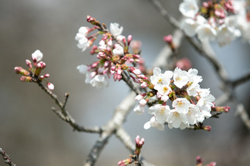 桜 春 青 季節 さくら