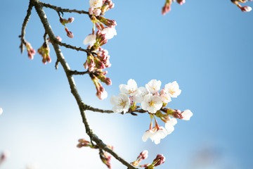 桜 春 青 季節 さくら