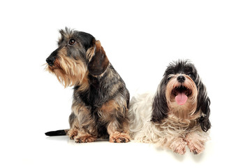 An adorable wire-haired Dachshund and a Havanese looking satisfied