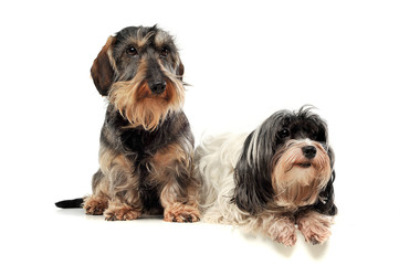 An adorable wire-haired Dachshund and a Havanese looking curiously at the camera
