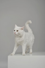 Studio shot of an adorable domestic cat standing on grey background