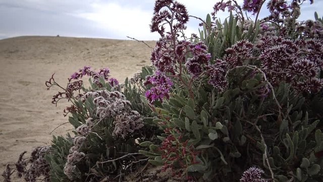 Flowering desert plant on the Red Sea, Marsa Alam, Egypt