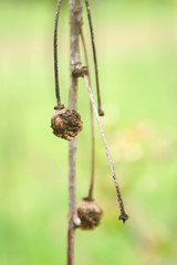 Dry red berries looking like cherries are hanging from a tree twig on the city sidewalk in March, in early spring
