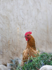 Hahn_cock_rooster