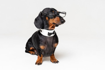 Smart intelligent dog dachshund with glasses ,bow tie and white collar, isolated on gray background.