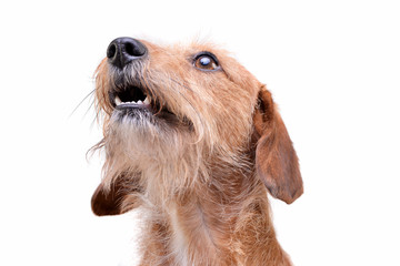Portrait of an adorable wire haired dachshund mix dog looking up curiously