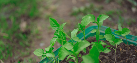Young green plants with leaves grow from seeds. Baby plants seeding, black hole trays for agricultural seedlings.The spring planting. Early seedling, grown from seeds in boxes