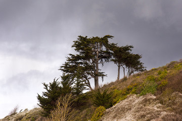 Obraz premium Trees on the grassy cliffs at the Orcombe end of Exmouth Beach, Devon, UK.