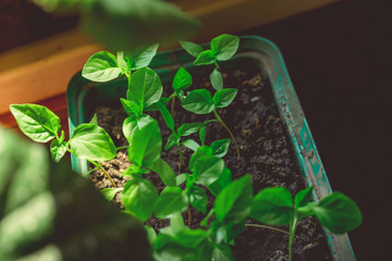 Young green plants with leaves grow from seeds. Baby plants seeding, black hole trays for agricultural seedlings.The spring planting. Early seedling, grown from seeds in boxes