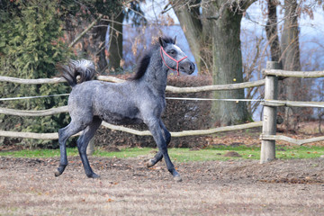 lipizzaner foal on the farm