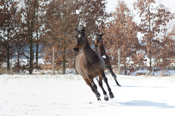 Pferde im Schnee