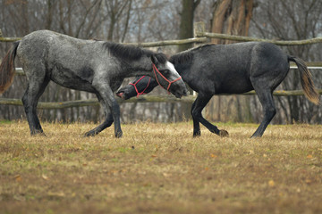 Fototapeta premium horse fight