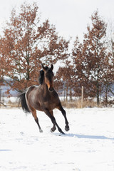 Pferde im Schnee