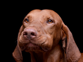 Portrait of an adorable magyar vizsla looking curiously at the camera
