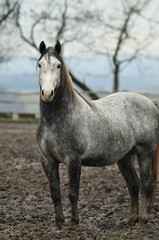 Obraz premium grey horse on the farm