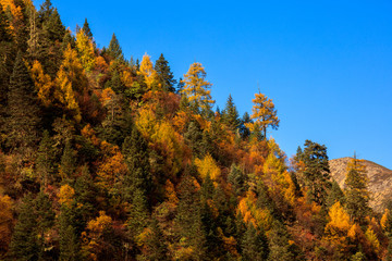 Fall Autumn Colors, Trees, Colorful Yellow, Orange and Green Leaves, Colorful Forest. Beautiful assortment of trees with different colors on side of large mountain. Layers of trees, background graphic