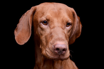 Portrait of an adorable magyar vizsla looking sad