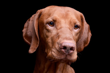 Portrait of an adorable magyar vizsla looking curiously