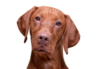 Portrait of an adorable magyar vizsla looking curiously at the camera