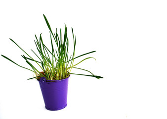 Violet bucket with grass inside on the white background