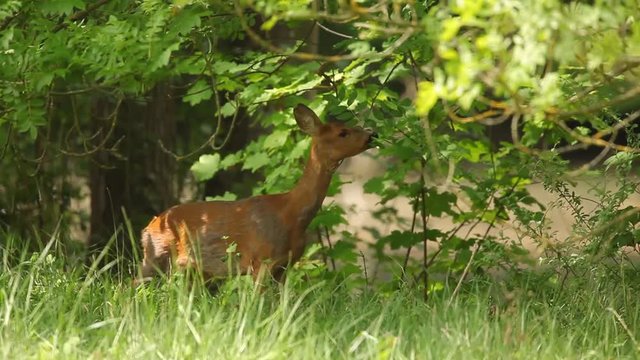 Chevreuil mangeant des feuilles