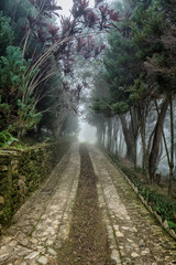 Foggy misty road