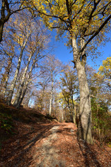autumn in the forest