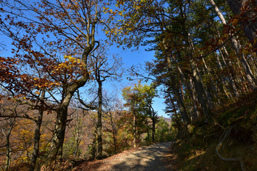 Fototapeta na wymiar trees in the forest