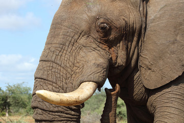 Afrikanischer Elefant / African elephant / Loxodonta africana