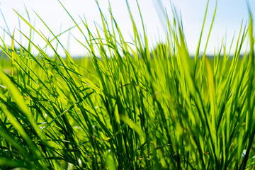 Nahaufnahme von einer Graslandschaft im Sommer