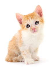 Fototapeta premium Small brown kitten.