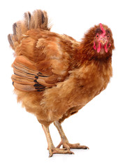 Brown hen isolated.