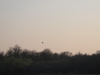 oiseau en vol