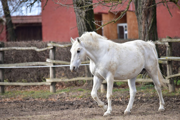 Obraz na płótnie Canvas white horse on the farm