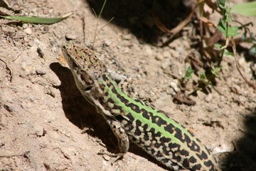 Lucertola 