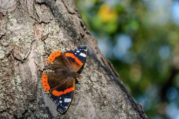 Butterfly on Apple tree