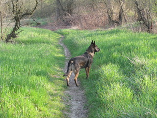 chien dans la nature