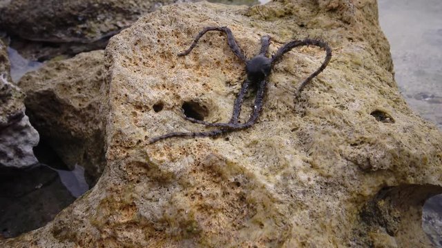 Brittle star (Ophiocoma scolopendrina) crawling slowly over rocks at the coral reef, Marsa Alam, Abu Dabab, Egypt
