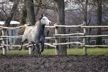 Obraz premium Running horse on the farm