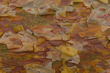 Colorful wooden texture of coniferous pine tree
