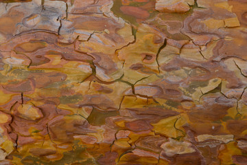 Multi-colored wooden texture of coniferous pine tree
