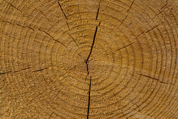 Round texture of a coniferous tree on a cut