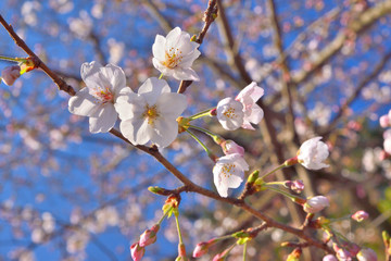 桜の花