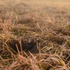 black feather on grass 